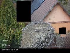 Iváncsa — white stork nest